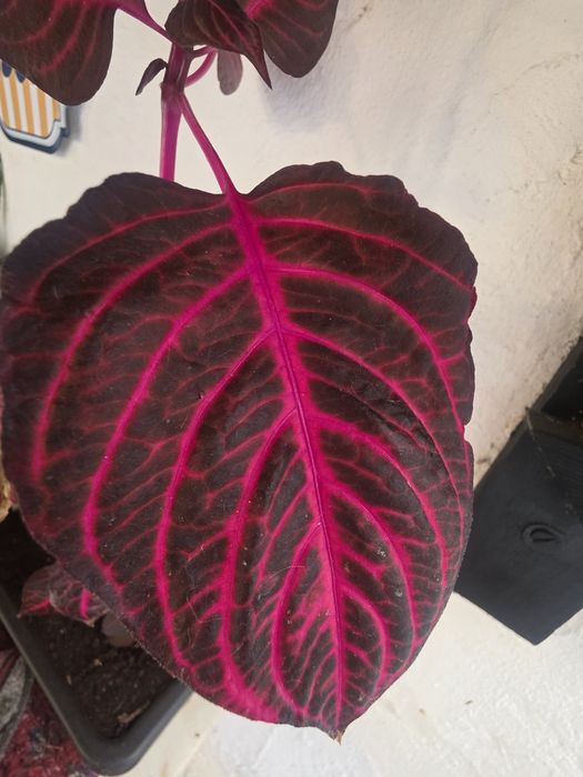 Planta Iresine herbstii