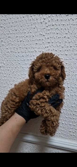 Гарний хлопчик той пудель