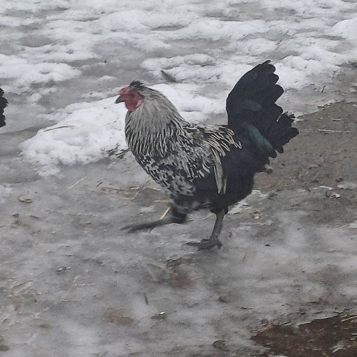 Koguty liliputy różne  do wyboru