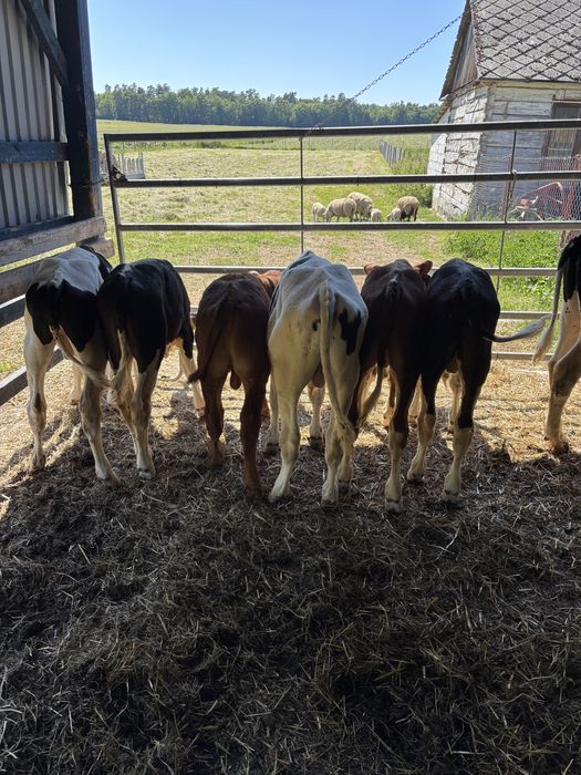 Sprzedam byki samodzielne