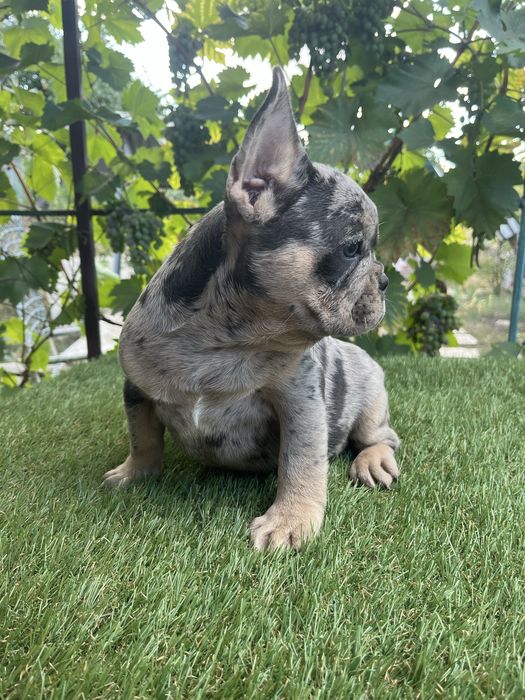 Супер щенок французского бульдога