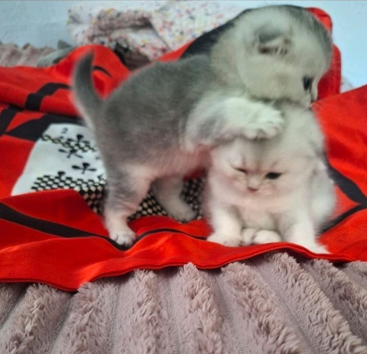 Прямоухий шотландский кот случка вязка скотиш -страйт
