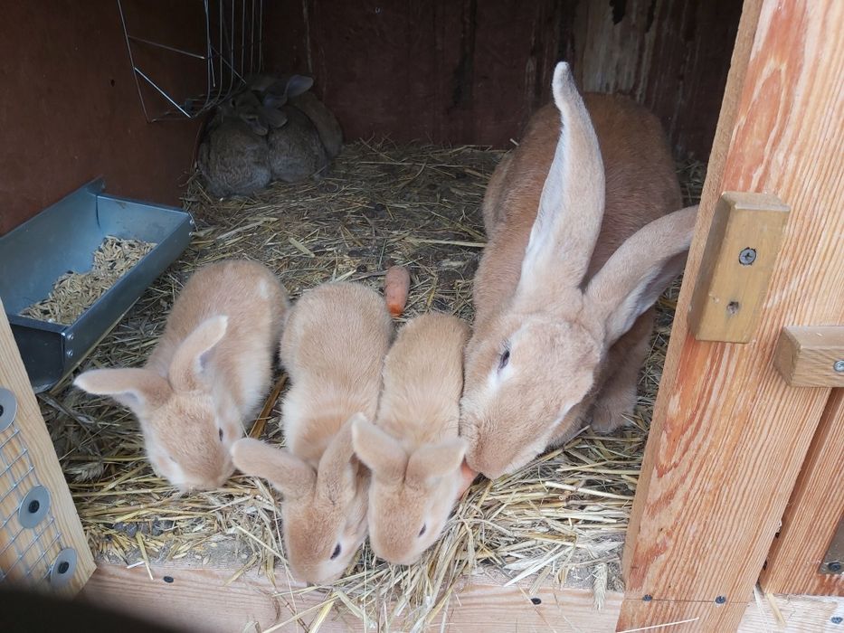 Królik Olbrzym Belgijski od