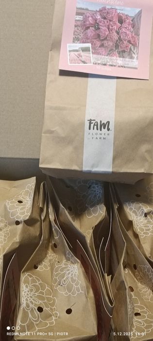 Cebulki tulipanów mix 80 sztuk