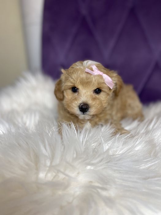 Міні мальтіпу