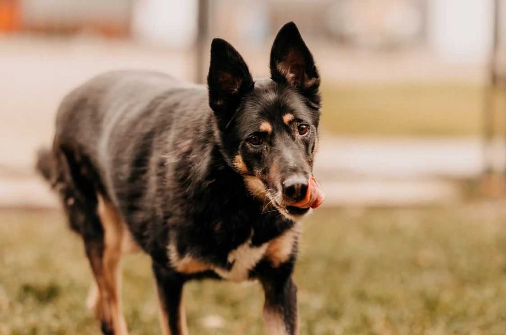 Piękny, mądry, spokojny Szaman poleca się do adopcji!!!