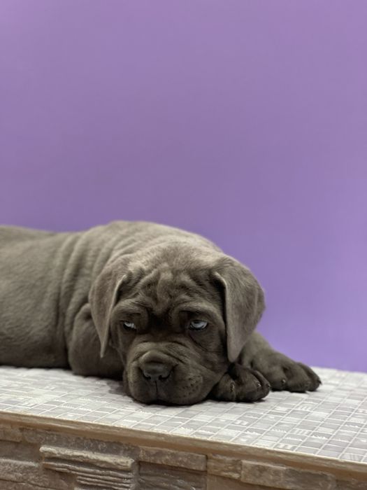 Хлопчик Рамзес Cane corso