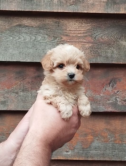 Мальтипу микро и мини