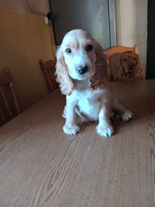 Cocker spaniel angielski piesek