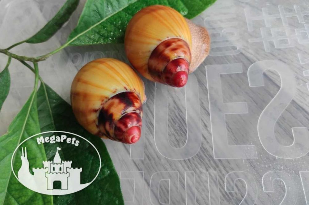 Archachatina marginata grevillei limaki Achatina Lissachatina Terra  Wrocaw Fabryczna  OLX.pl