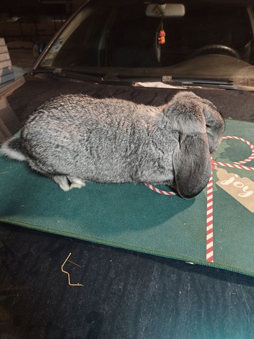 Samczyk Baran Francuski Szynszyl.