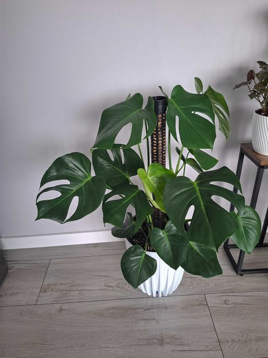 Kwiat Monstera Kwiat Olecko  OLX.pl