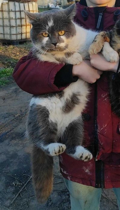 котята черно-белые