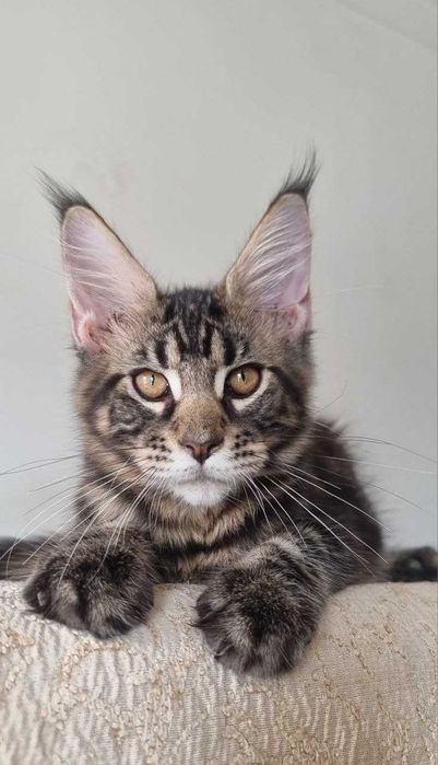 Gatinha Maine Coon