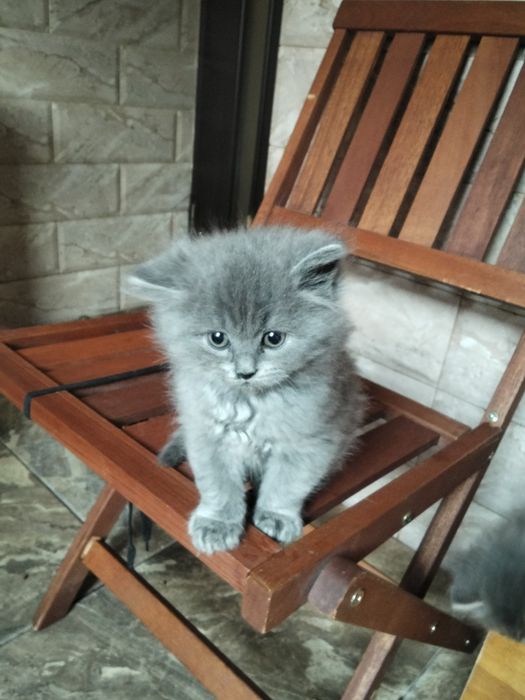 Британська дівчинка