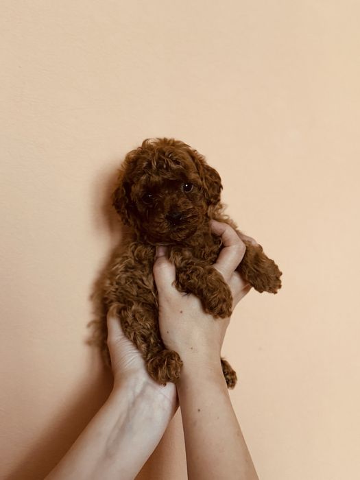 Малыши пуделя той  ред браун