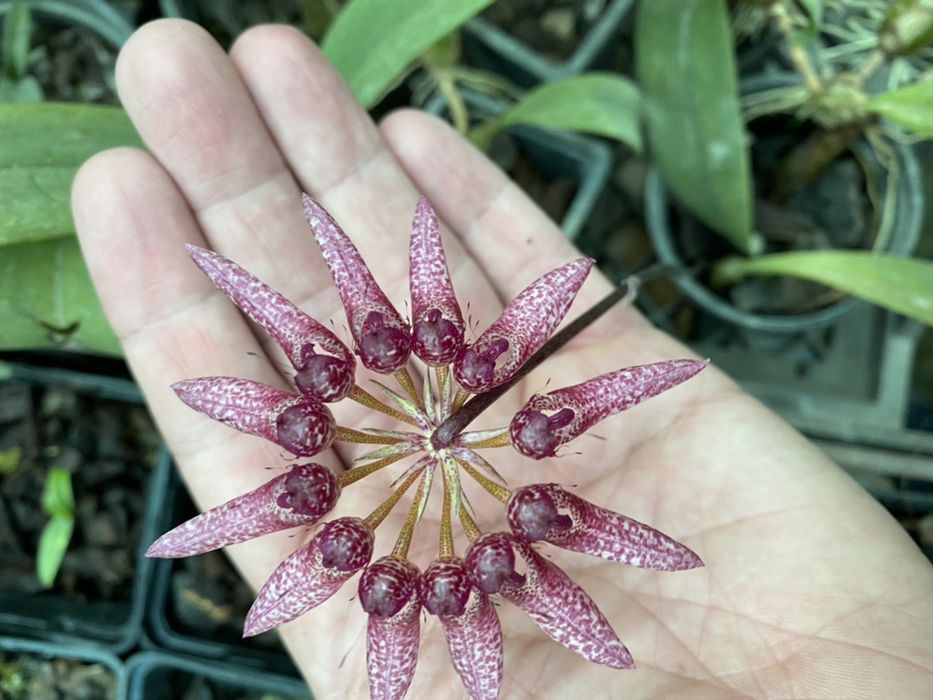Бульбофиллум (bulbophyllum eberhardtii)