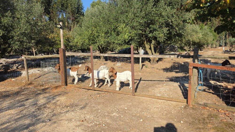 Cabras boer lindas