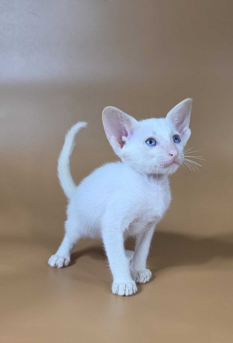 Ориентальный котенок сиамский красный мальчик Draco