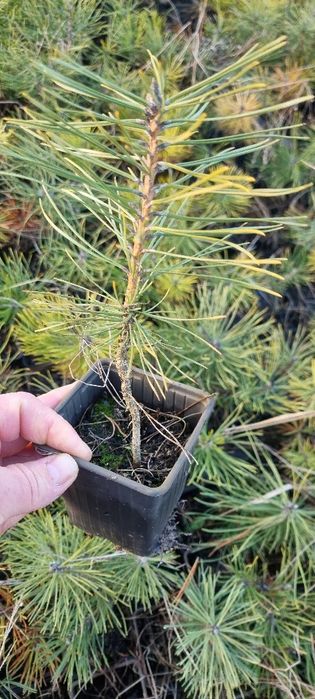 Sosna czarna pinus nigra