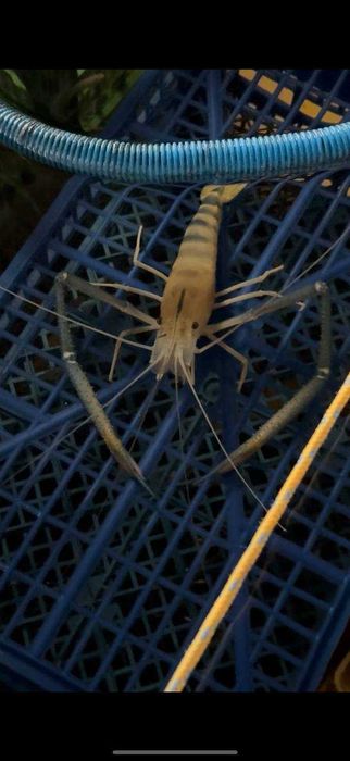 Żywe krewetki giganty Macrobrachium rosenbergii – słodkowodne, narybek