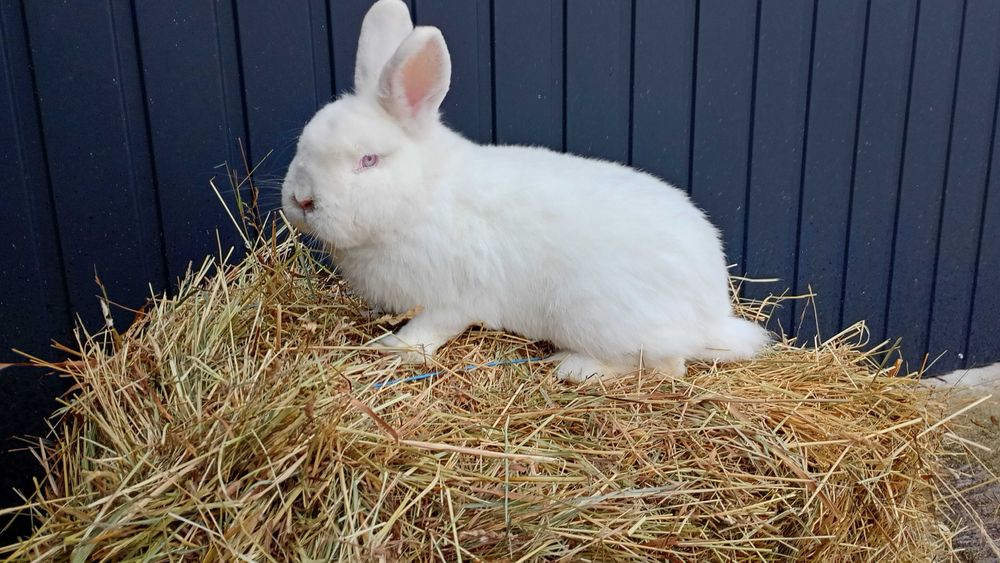 Samiec nowozelandzki biały