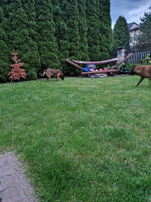 Owczarek belgijski malinois