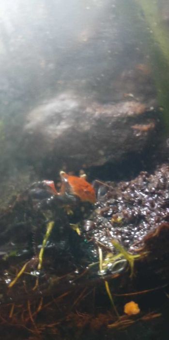 Kraby RED DEVIL - Geosesarma hagen