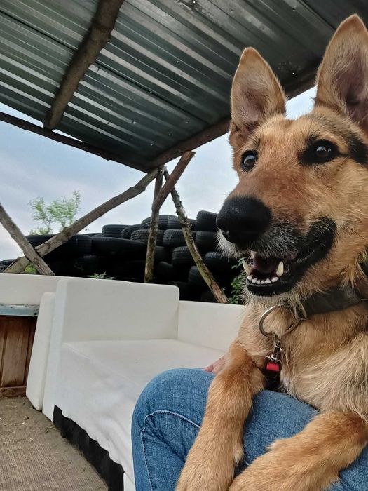 Bercia poleca się do adopcji.