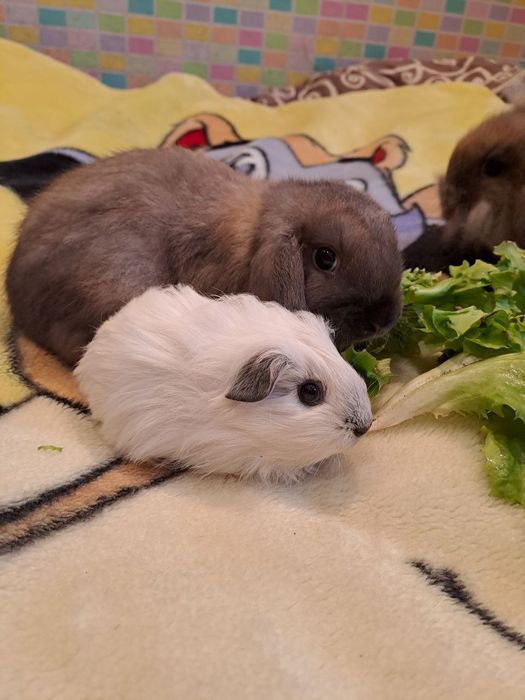 Морська свинка дівчинка