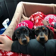 Чорно-підпала дівчинка з ніжним і врівноваженим темпераментом