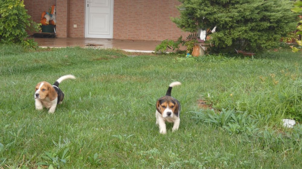 Beagle  tricolor macho