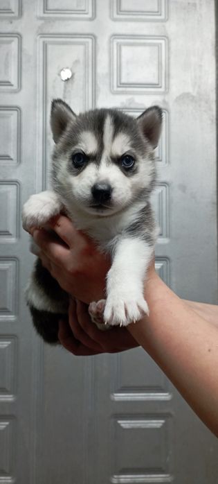 Цуценята сибірської хаскі