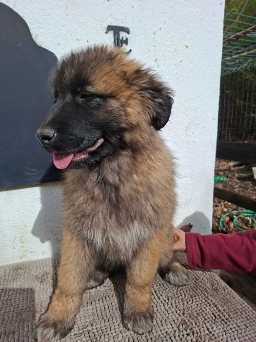 Cachorro Serra da Estrela com LOP