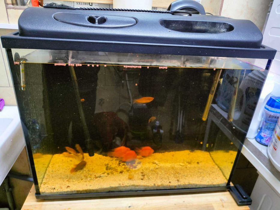 Akwarium 160L + rybki