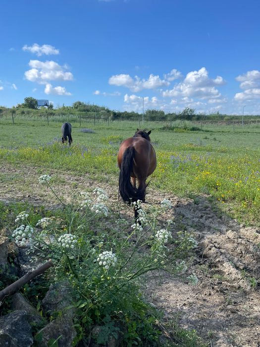 Vendo  Egua muito docíl