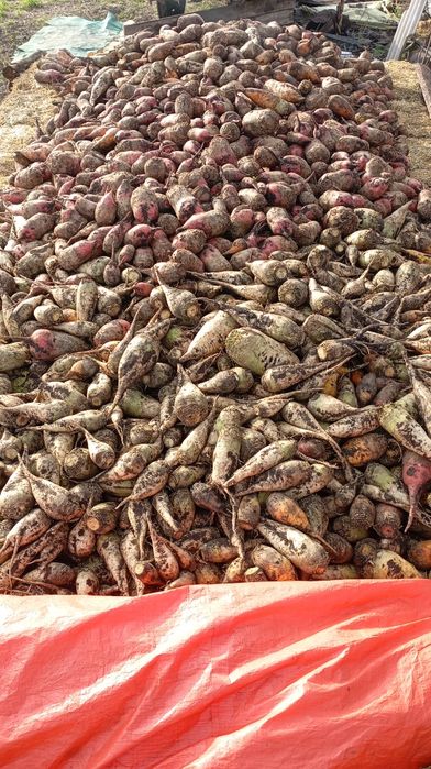 Кормовий Бурячок