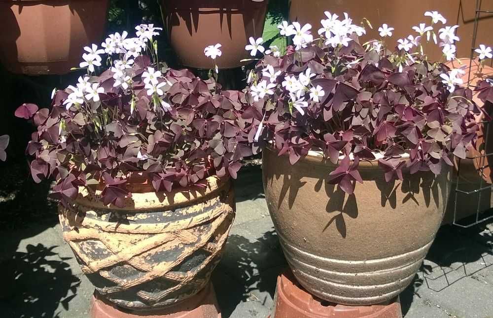 Szczawik trójkątny purpurowy Oxalis Triangularis 1100 sztuk + GRATISY