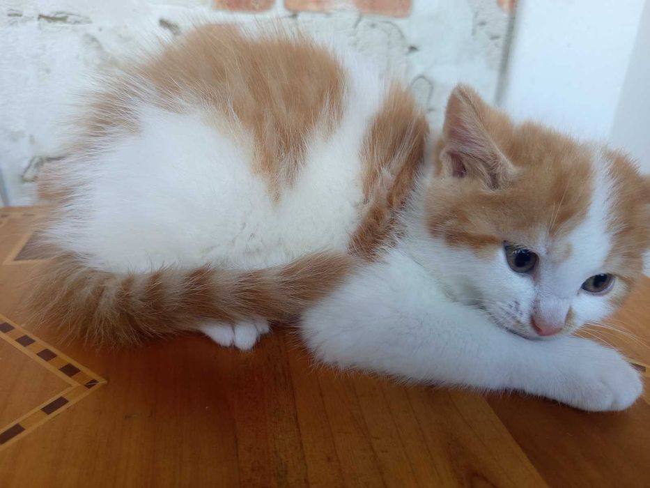 Котики сибірської породи.