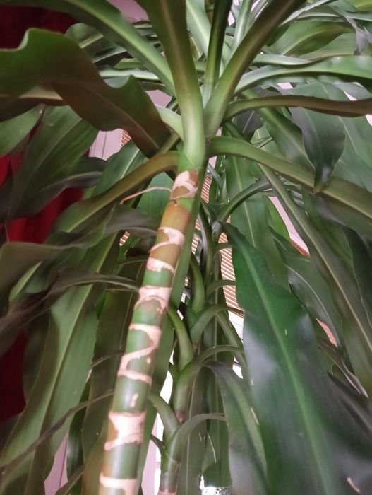 Piękna dracena wonna