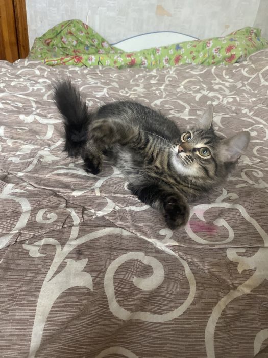 Самая классная мейн - кун