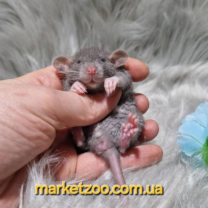 Супер шикарний малюк кучерявий Дамбо рекс шикарний крысы,крысята,криси