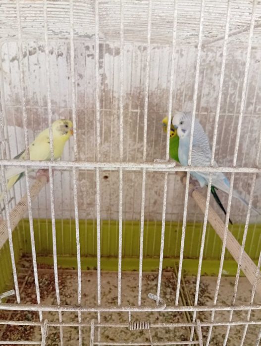 Periquitos machos