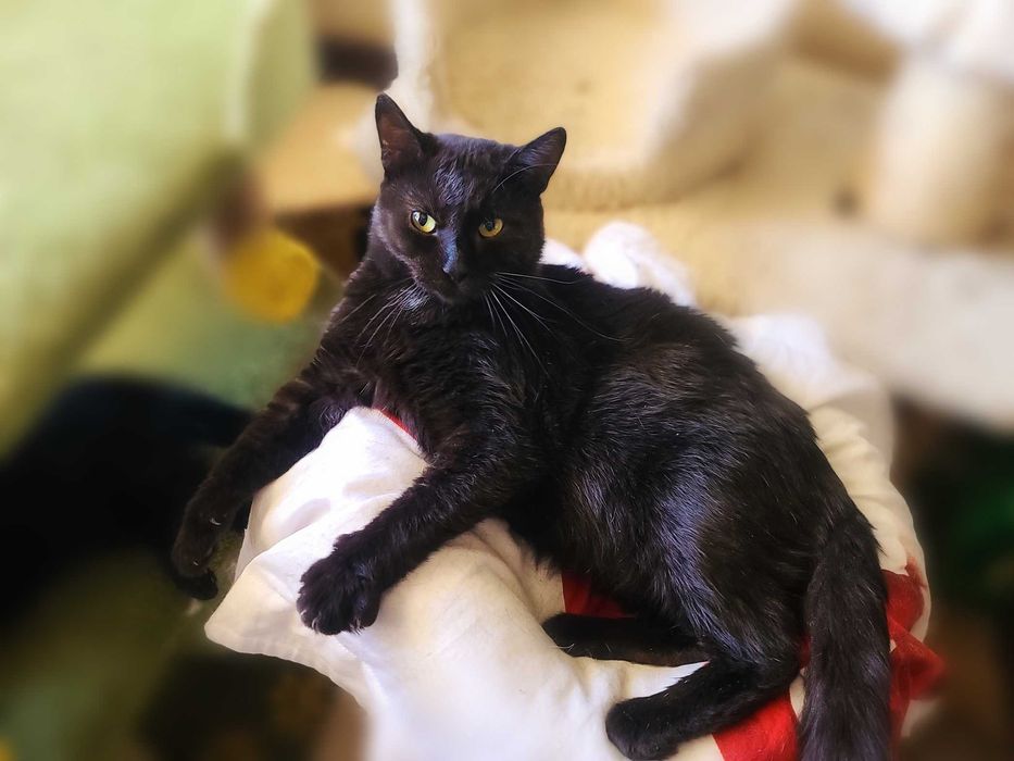 Душа компанії - котусік Філ засидівся в притулку, лагідний та ніжний