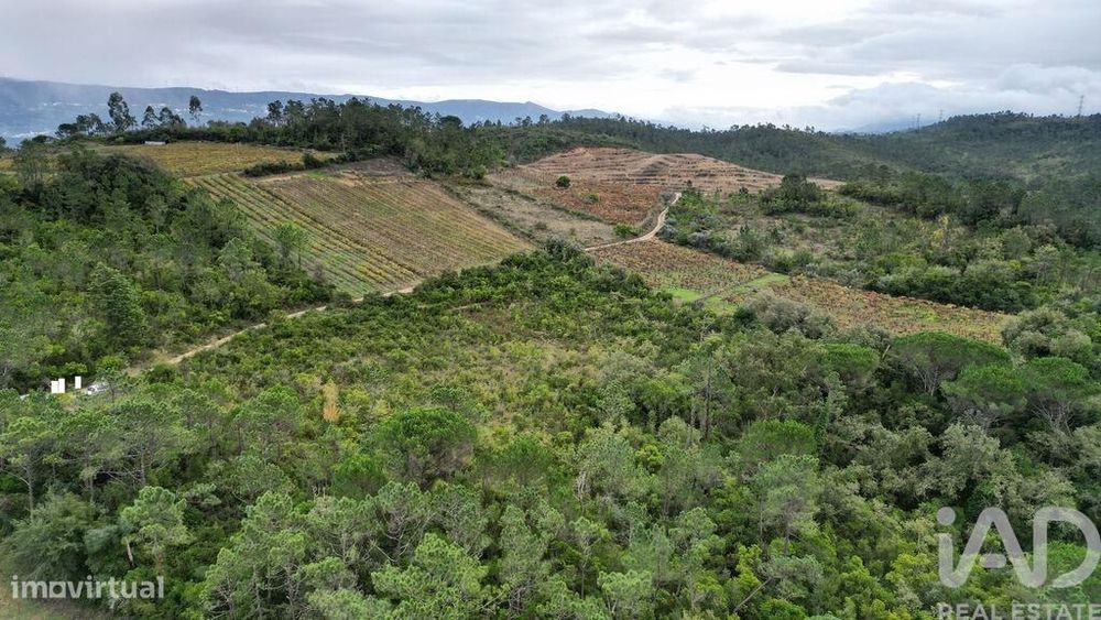 Terreno Agrícola em Condeixa-a-Velha e Condeixa-a-Nova