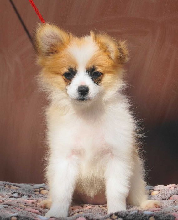 девочка папильон микс