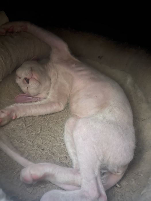 Донський  сфінкс біла дівчинка