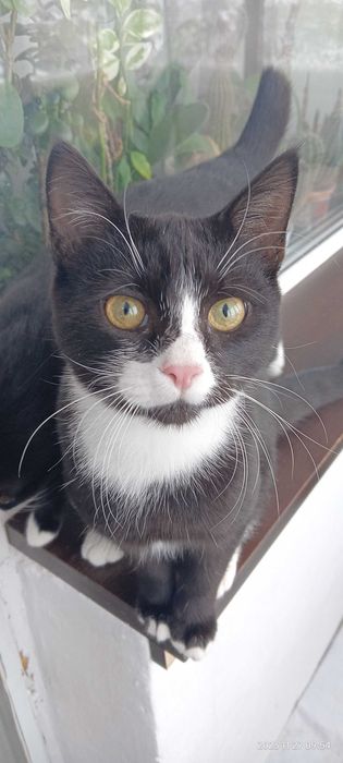 Отдам кота и кошечку