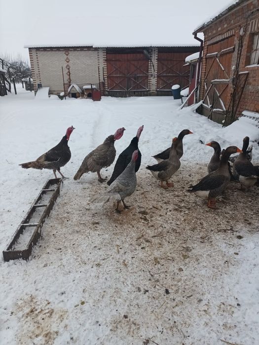 Indyki różne kolory