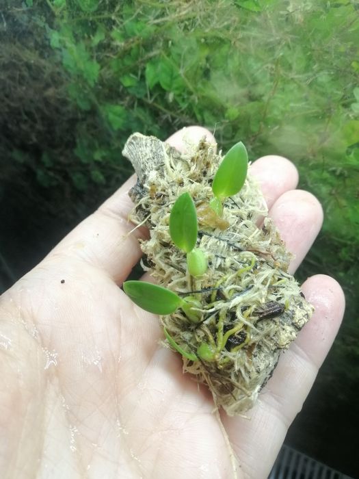 Мікроорхідея Bulbophyllum tjadasmalangense